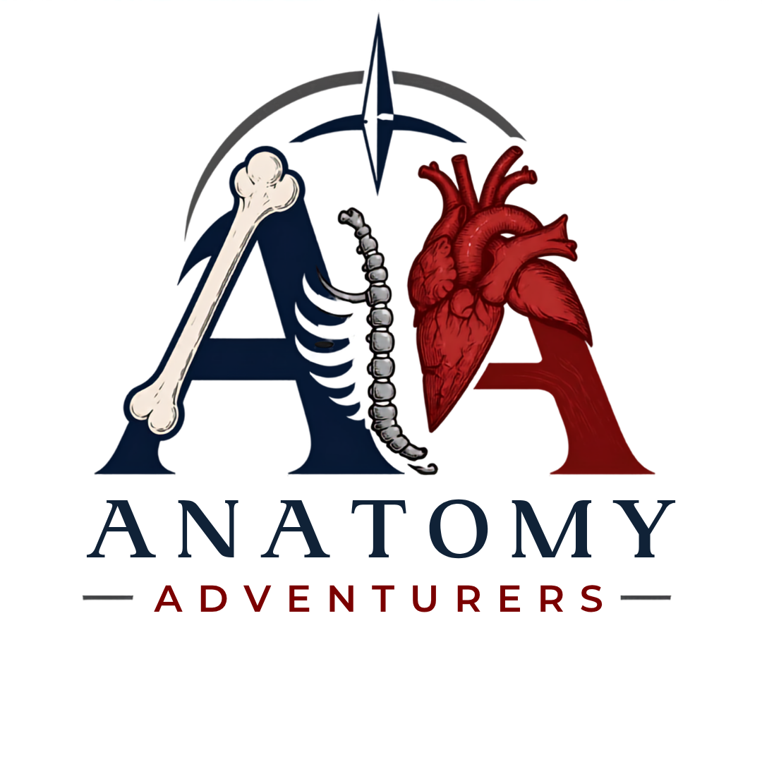 Anatomy Adventurers logo